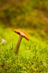 Pilz