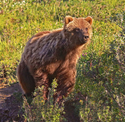 Grizzly Bear