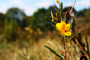 Yellow Prairie Flower 