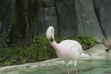 Obraz premium portrait of a flamingo