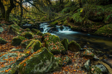 Obraz premium wild river or brook in forest