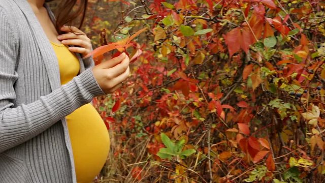  Woman plucks a leaf out of the bush, and exerts it to her pregnant belly.  Focus on the hands and pregnant belly. Unknown person
