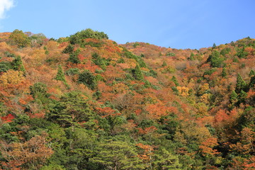 奈良県上北山村の紅葉