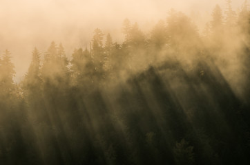 Morning mists illuminated by the sun in morning Pieniny mountains, Poland