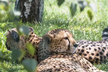 cheetah in his natural habitat resting under the trees