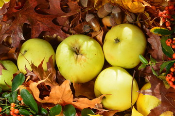 Naklejka na ściany i meble Apples in autumn