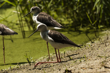 bird with long legs