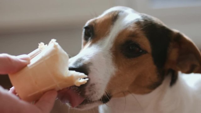 Dog eat, biting and licking ice cream from the hands of master, closeup shot