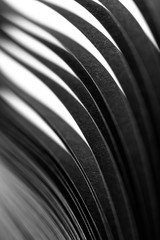 curled in a roll black paper ribbon. Macro lens closeup shot 1:1