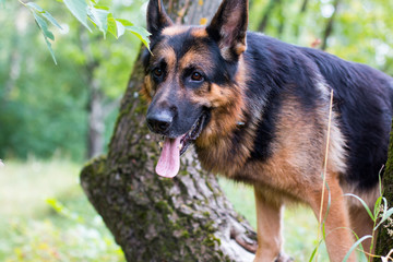 Dog german shepherd in the forest