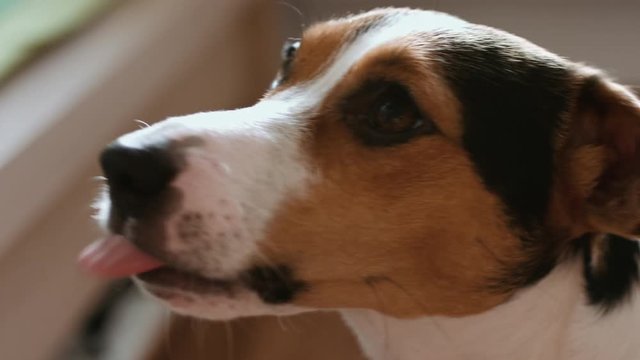 Dog eat, biting and licking ice cream from the hands of master, closeup shot