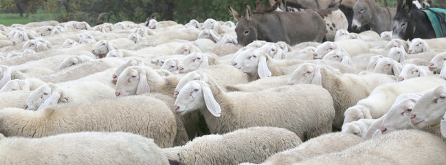 white sheep with thick wool and some donkeys
