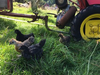 Farm