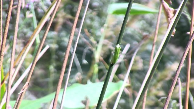 A frog on reed