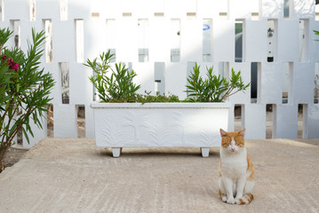 Cat on the Santorini island, Greece