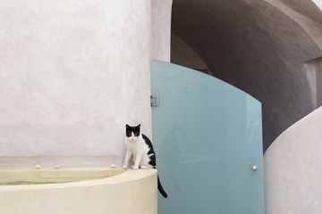 Cat on the Santorini island, Greece