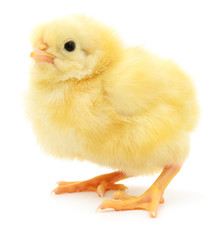 Obraz premium Small yellow chicken.