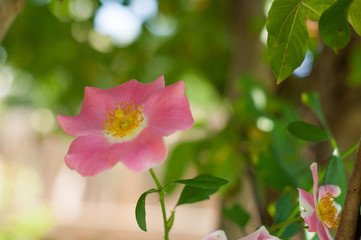 Obraz premium Rose garden