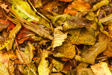 Autumn leaves landscape in Scottish forest