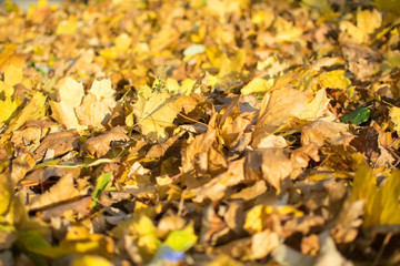 Fallen yellow leaves