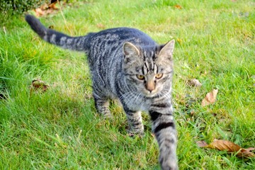 cat0002