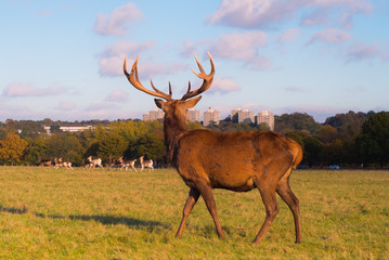 Deer watching the fawns 