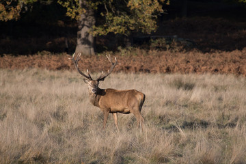 Deer in park