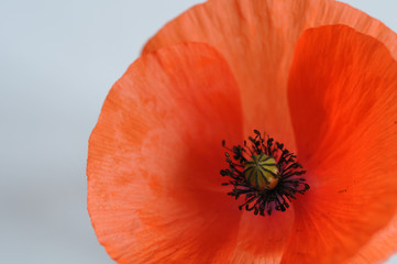 Rote Mohnblume auf weissem Hintergrund