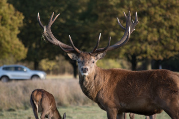 Stag in the park with car in background