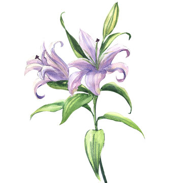 Blooming beautiful blue or purple lily flower isolated, watercolor illustration