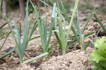 Leeks in the garden