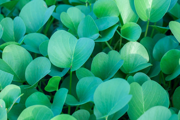 Green oval leaves at sunny day background. Top side view.