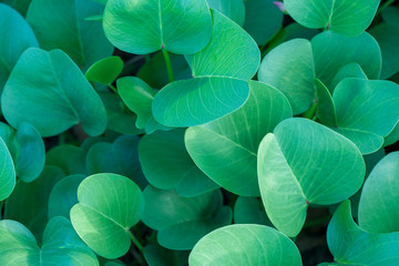 Green oval leaves at sunny day background. Top side view.