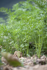 Carrots growing in the garden