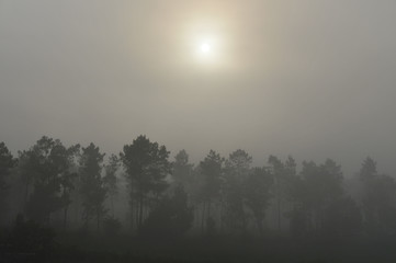 Sonne bricht durch den Nebel