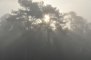 Sonne scheint im Nebel durch die Bäume