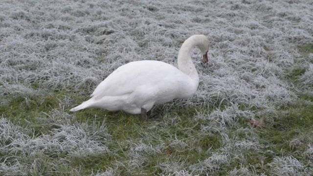 Schwan frisst Gras auf der Wiese
