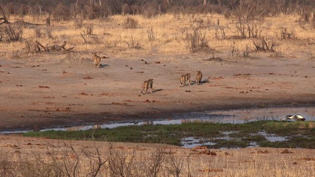 Group of Lions at a waterhole in Matobos National Park (Zimbabwe) as 4K footage