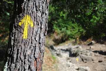 Gelber Pfeil auf Baum am Jakobsweg