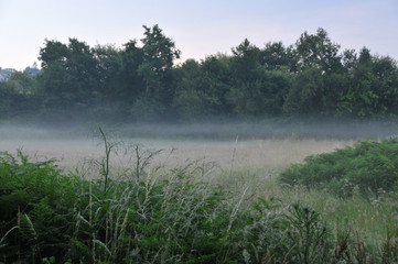 Morgennebel über grüner Wiese 