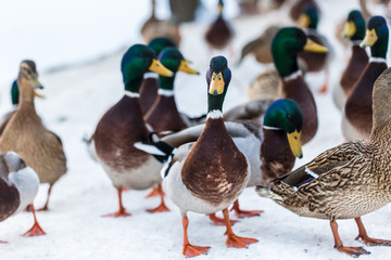 group of ducks looking alert, waiting to be fed in winter