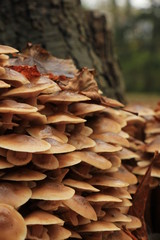 Mushrooms in a fall forest