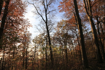 Herbstwald Bäume und Sonne