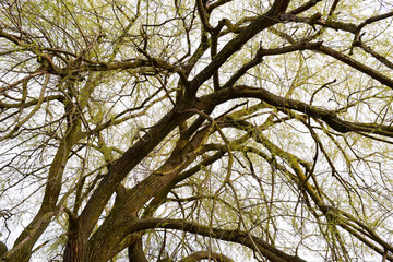 Background the branches of trees