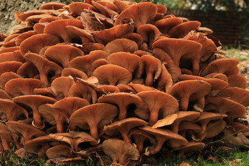 Obraz premium Mushrooms in a fall forest