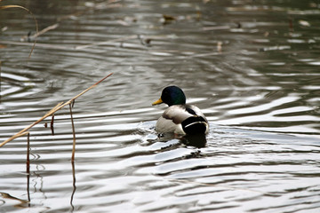 canard colvert