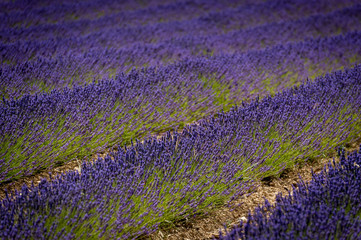 Campos de lavanda