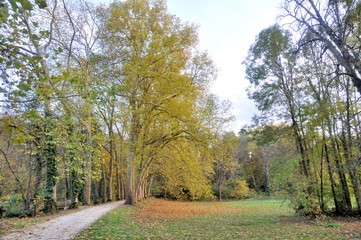 Fototapeta na wymiar Allée de hêtres et grands arbres dans le domaine de Candé en Touraine à Monts