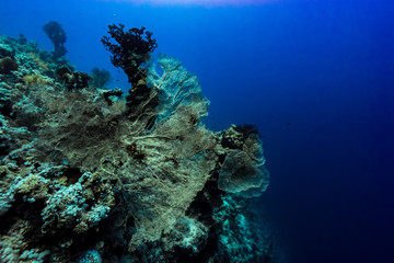 Naklejka na ściany i meble giant gorgonian seascape