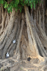 Poules sur un baobab. Togo.